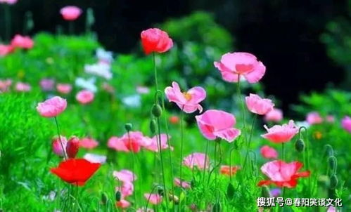 非常經(jīng)典的句子 復(fù)雜的心愛計(jì)較,簡(jiǎn)單的心易快樂